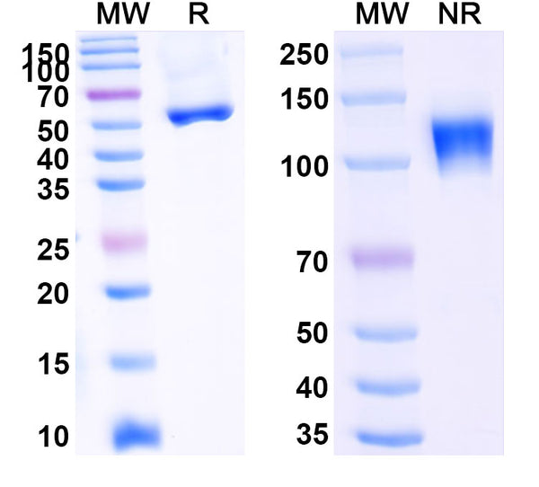 Anti-Human CD262/TRAIL-R2/DR5 Reference Antibody (Ozekibart) – Figure 1 of 1