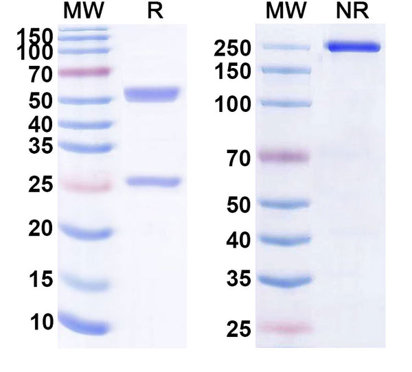 Anti-Human PSCA Reference Antibody (Mk-4721, Full IgG) – Figure 1 of 2