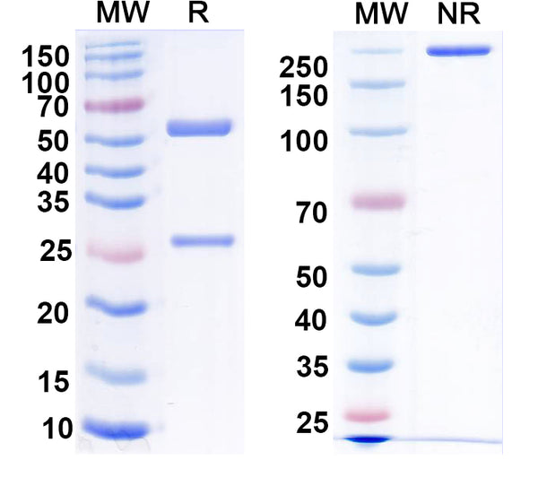 SDS-PAGE for Anti-GalR2 Antibody (N407/40)