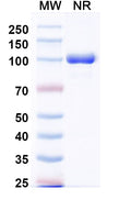 SDS-PAGE for InVivoMAb Anti-Human CXCL11/I-TAC (Iv0089).