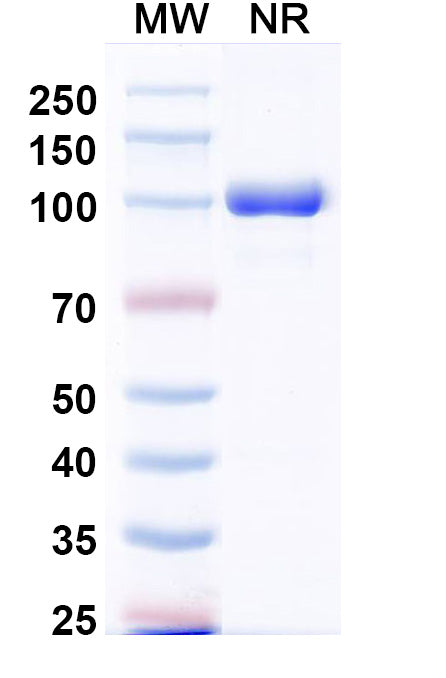 SDS-PAGE for InVivoMAb Anti-Human CXCL11/I-TAC (Iv0089).