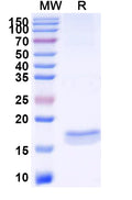 SDS-PAGE for Anti-Human CXCL11/I-TAC Nanobody (11A7)