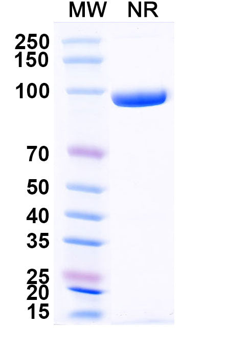 SDS-PAGE for Anti-Human CXCL11/I-TAC Antibody (SAA0466)