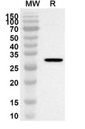 Western blot analysis was performed using anti-ADAM20 polyclonal antibody at 1ug/mL on recombinant ADAM20 (Catalog No. HT412012).