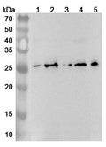 Western blot analysis was performed using anti-RANKL  polyclonal antibody at RANKL  on various samples.
Lane 1: HUVEC cell lysate
Lane 2: RAW264.7 cell lysate
Lane 3: Raji cell lysate
Lane 4: Mouse spleen lysate
Lane 5: Mouse liver lysate