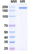 Anti-Human TRANCE/TNFSF11/RANK L Reference Antibody (Denosumab) – Figure 1 of 1