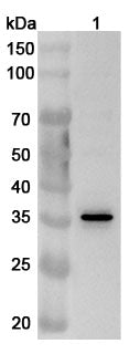 Western blot analysis was performed using anti-ACOT8 polyclonal antibody at 1ug/mL on various samples.
Lane 1: Jurkat cell lysate