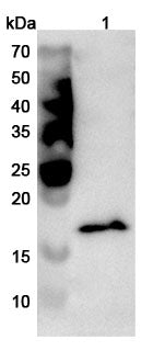 Western blot analysis was performed using anti-GFMG polyclonal antibody at 1ug/mL  on various samples.
Lane 1: Jurkat cell lysate