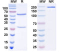 SDS-PAGE for InVivoMAb Anti-Human CD283/TLR3 Antibody (Iv0178).