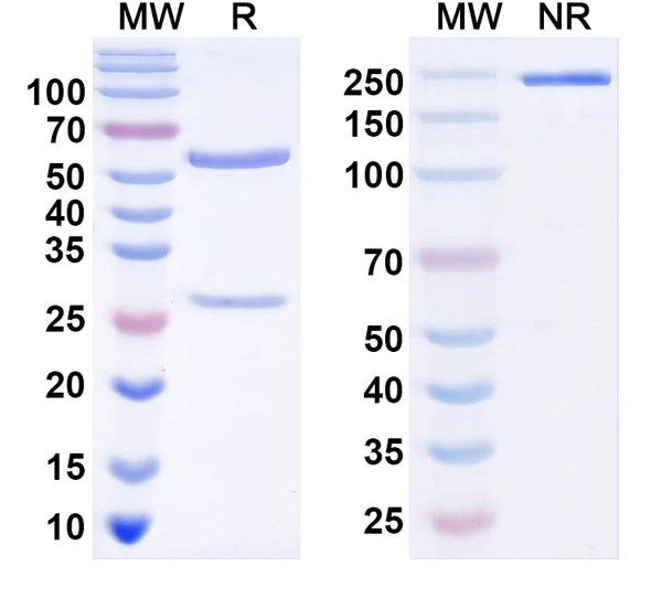 SDS-PAGE for InVivoMAb Anti-Human CD283/TLR3 Antibody (Iv0178).
