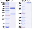 SDS-PAGE for InVivoMAb Anti-Human CD283/TLR3 Antibody (Iv0179)
