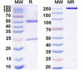 SDS-PAGE for Anti-Human CD133/PROM1 Antibody (SAA0409)