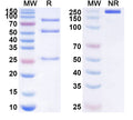 SDS-PAGE for Anti-Human IL20RA Antibody (SAA1627)
