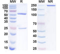 Research Grade Selcodebart – Figure 1 of 1