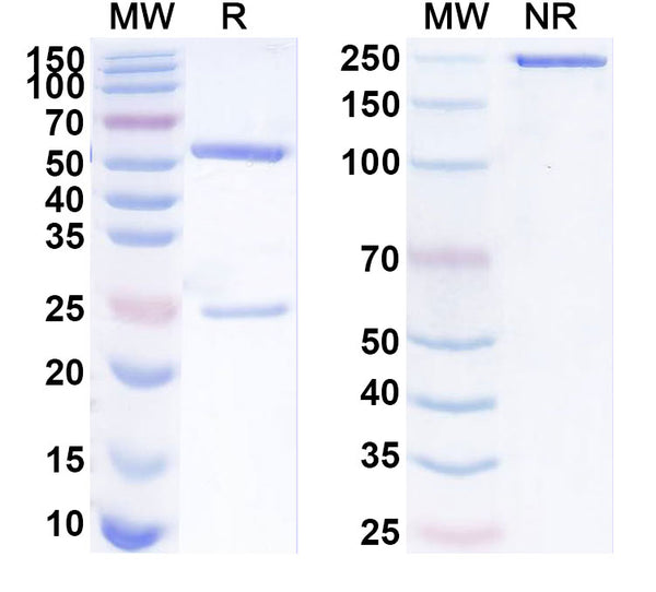 Research Grade Selcodebart – Figure 1 of 1