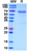 Recombinant Human CD320 Protein, C-Fc