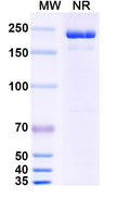 Anti-Human TIM-3 Reference Antibody (Cobolimab) – Figure 1 of 1