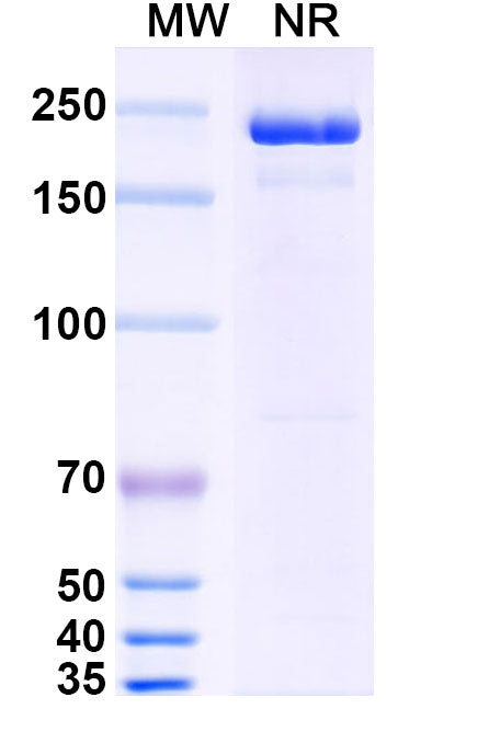 Anti-Human TIM-3 Reference Antibody (Cobolimab) – Figure 1 of 1