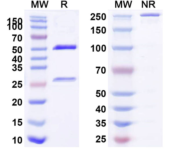 SDS-PAGE for Anti-Human CD366/HAVCR2/TIM-3 Antibody (TSR-022)