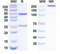 Anti-Human TIM-3 & PD-L1 Reference Antibody (LY3415244) – Figure 1 of 1