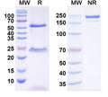 SDS-PAGE for Anti-Dicer Antibody (N167/7)