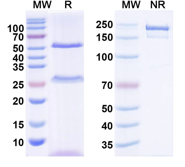 SDS-PAGE for Anti-Dicer Antibody (N167/12)