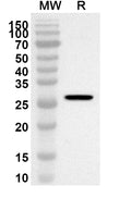 Western blot analysis was performed using anti-PLIN2 polyclonal antibody at 1ug/mL on recombinant PLIN2 (Catalog No. HV037012).
