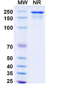 Anti-Human IgE/IGHE Reference Antibody (Omalizumab) – Figure 1 of 1