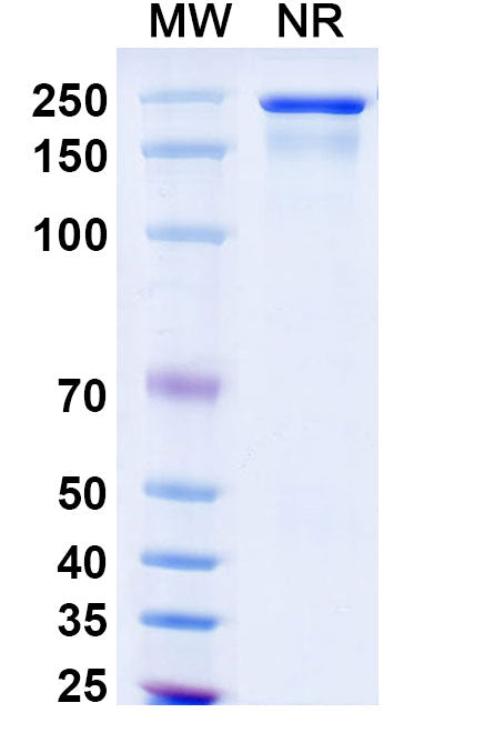 Anti-Human IgE/IGHE Reference Antibody (Omalizumab) – Figure 1 of 1