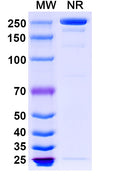 Anti-Human IgE/IGHE Reference Antibody (Ligelizumab) – Figure 1 of 1