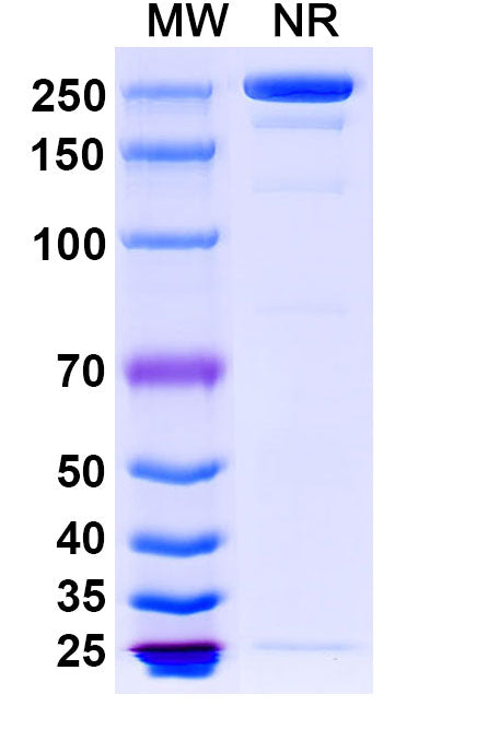 Anti-Human IgE/IGHE Reference Antibody (Ligelizumab) – Figure 1 of 1