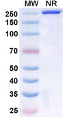 Anti-Human IgE/IGHE Reference Antibody (Talizumab) – Figure 1 of 1