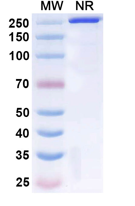 Anti-Human IgE/IGHE Reference Antibody (Talizumab) – Figure 1 of 1