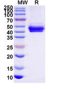 Recombinant Human IgE Fc Fragment, C-His