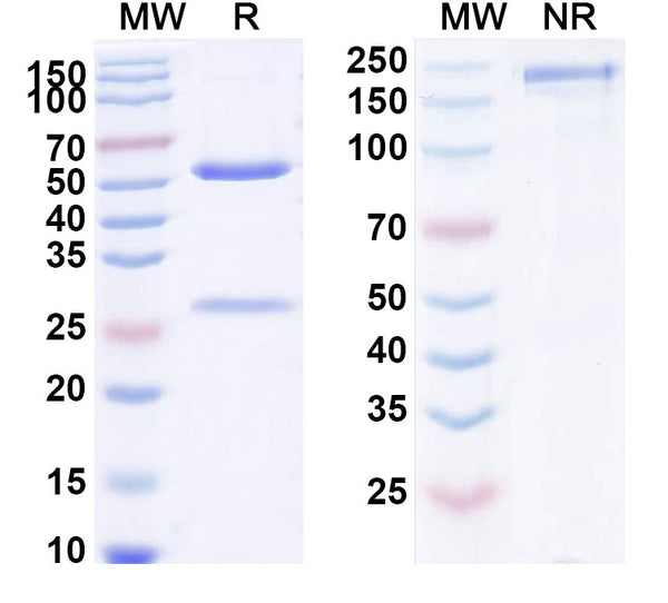 Anti-Human IgE/IGHE Reference Antibody (AIMab7195) – Figure 1 of 1