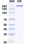Anti-Human IgE/IGHE Reference Antibody (Ozureprubart) – Figure 1 of 1
