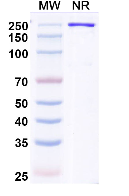 Anti-Human IgE/IGHE Reference Antibody (Ozureprubart) – Figure 1 of 1