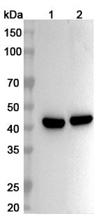 Western blot analysis was performed using anti-PTGES2 polyclonal antibody at 1ug/mL on various samples.
Lane 1: Mouse heart lysate
Lane 2: Rat heart lysate