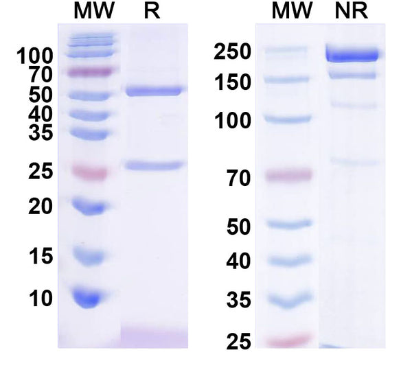 SDS-PAGE for Anti-IRSp53/BAIAP2 Antibody (L117/65)