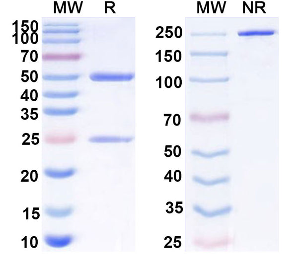 SDS-PAGE for Anti-Human GDF2/BMP9 Antibody (SAA0427)