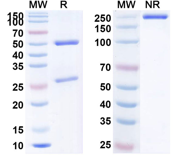 Anti-Human IL-31RA Reference Antibody (Nemolizumab) – Figure 1 of 1