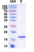 SDS-PAGE for Anti-Human ANGPT4 Nanobody (SAA1257)