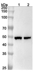 Western blot analysis was performed using anti-MBD2 polyclonal antibody at 1ug/mL on various samples.
Lane 1: Jurkat cell lysate
Lane 2: Hela cell lysate