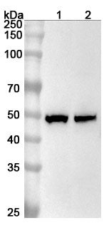 Western blot analysis was performed using anti-MBD2 polyclonal antibody at 1ug/mL on various samples.
Lane 1: Jurkat cell lysate
Lane 2: Hela cell lysate