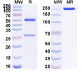 SDS-PAGE for InVivoMAb Anti-Human ACE2 Antibody (05B04)