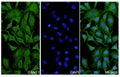 Hela cells were fixed with 4% paraformaldehyde for 20 minutes, followed by blocking with 5% goat serum for 1 hour. The cells were then incubated with a primary antibody targeting CANT1 (HV161014) at a concentration of 26 ug/ml overnight at 4°C. Afterward, the cells were incubated with a secondary antibody, Goat Anti-Rabbit IgG (Alexa Fluor-488) for 50 minutes at room temperature. The localization of CANT1 was visualized (shown in green), and nuclear DNA was stained with DAPI (shown in blue).