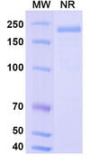 Anti-Human FZD1 Reference Antibody (Vantictumab) – Figure 1 of 2