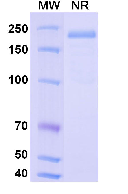 Anti-Human FZD1 Reference Antibody (Vantictumab) – Figure 1 of 2