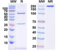 SDS-PAGE for Anti-GAD67 Antibody (L127/8)