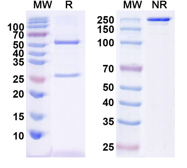 SDS-PAGE for Anti-GAD67 Antibody (L127/8)